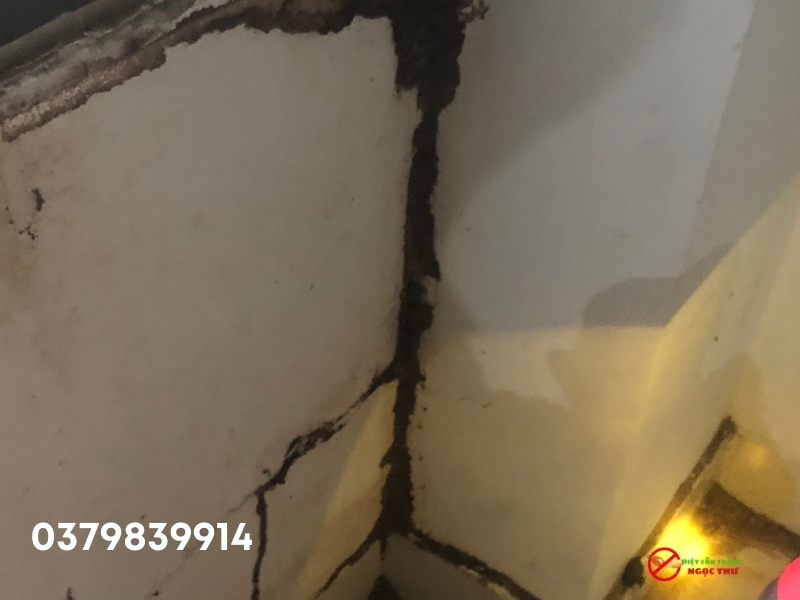 Dịch vụ diệt mối tại Đồng Nai Ngọc Thư diệt tận gốc 100% – Bảo hành 1-10 năm 5 Đơn vị diệt mối uy tín - Ngọc Thư