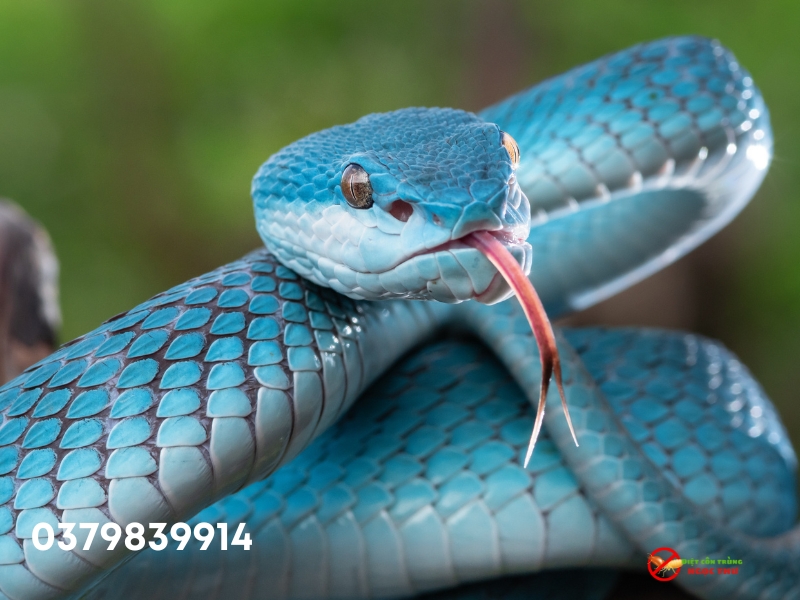 Dịch vụ bắt rắn chuyên nghiệp tại Long An, Diệt côn trùng Ngọc Thư