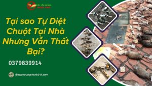 Tại sao tự diệt chuột tại nhà nhưng vẫn thất bại?