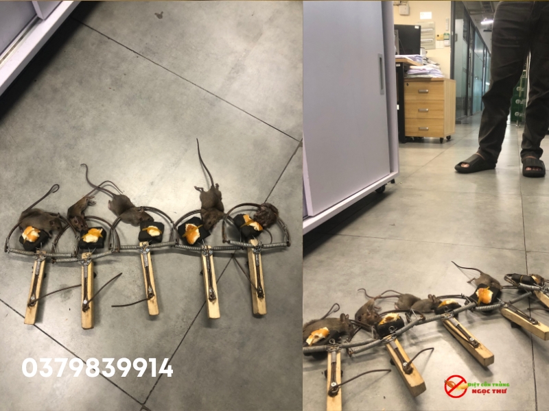 Dịch vụ diệt chuột Ngọc Thư