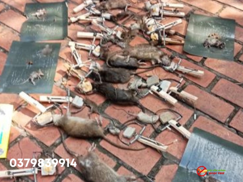 Diệt côn trùng Ngọc Thư, đơn vị diệt chuột uy tín, giá cả minh bạch