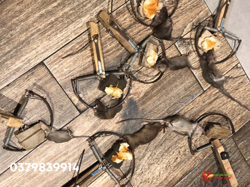 Diệt chuột hiệu quả tại nhà Ngọc Thư