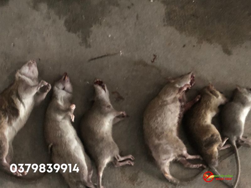 diệt chuột bằng bẫy thông minh