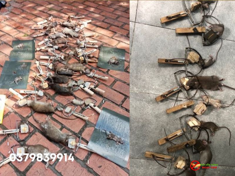 Công ty diệt côn trùng Ngọc Thư