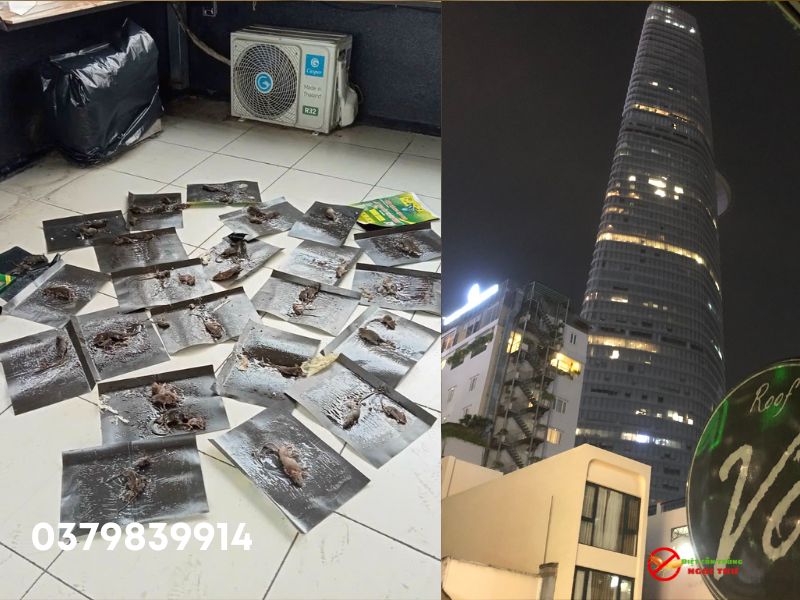 Dịch vụ diệt chuột uy tín tại tphcm