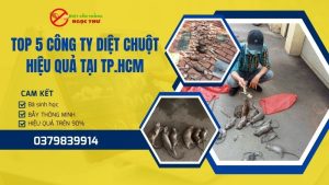 Top 5 công ty diệt chuột hiệu quả tại TPHCM