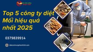 Top 5 công ty diệt mối hiệu quả nhất 2025