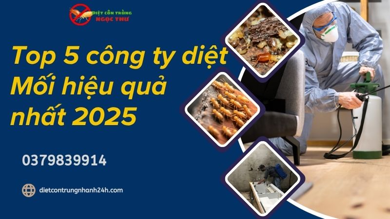 Top 5 công ty diệt mối hiệu quả nhất 2025