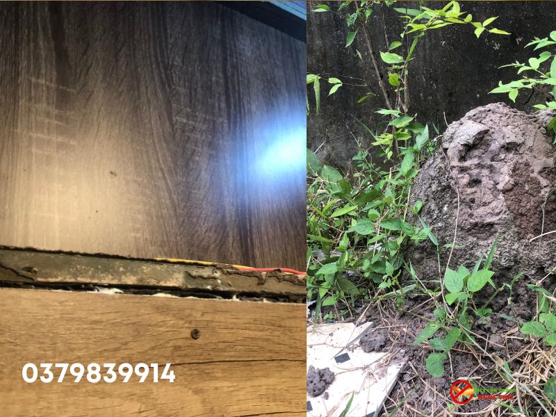 Top 5 công ty diệt mối uy tín nhất năm 2025