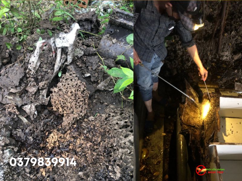 Top 5 công ty diệt mối uy tín nhất năm 2025