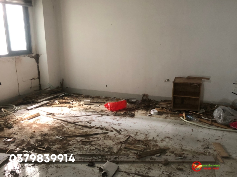 Hiểu về mối và tác hại của chúng gây ra