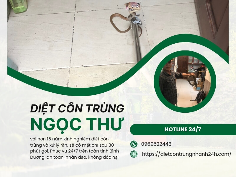 Dịch vụ bắt rắn tại Bình Dương của Ngọc Thư