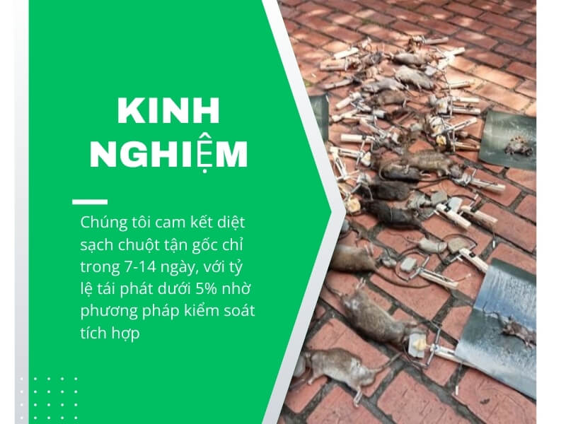 Kinh nghiệm diệt chuột của Ngọc Thư
