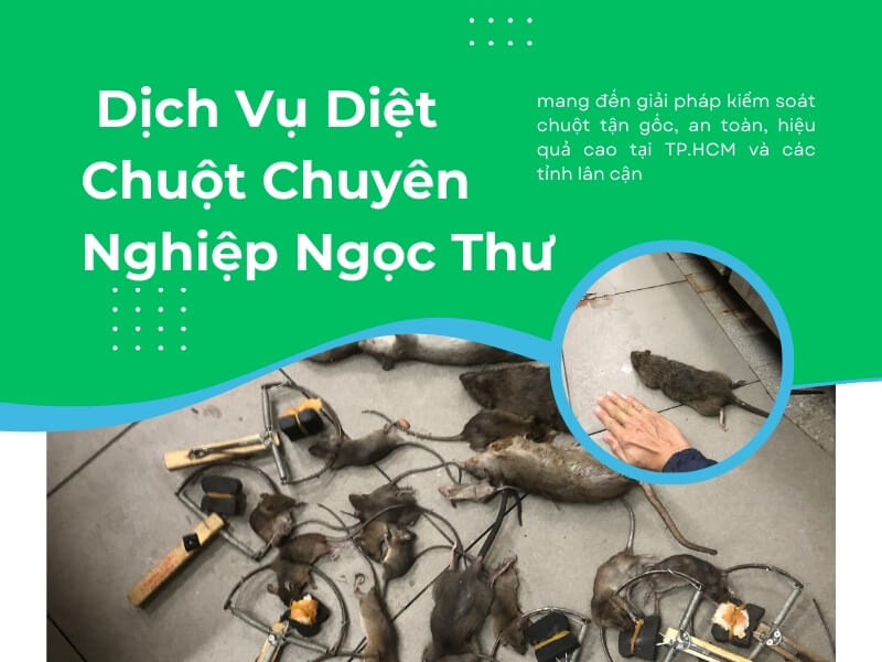 Dịch vụ diệt chuột chuyên nghiệp Ngọc Thư