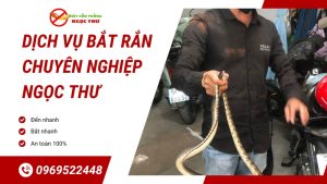 Dịch vụ bắt rắn chuyên nghiệp Ngọc Thư