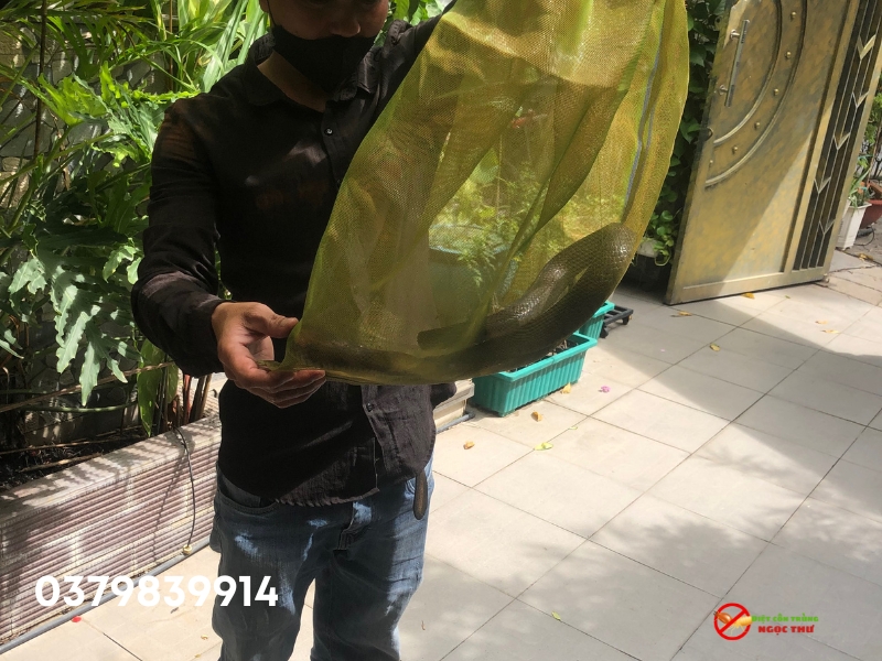 Nhân viênNgọc Thư đã bắt thành công ca rắn ráo bò vào nhà tắm