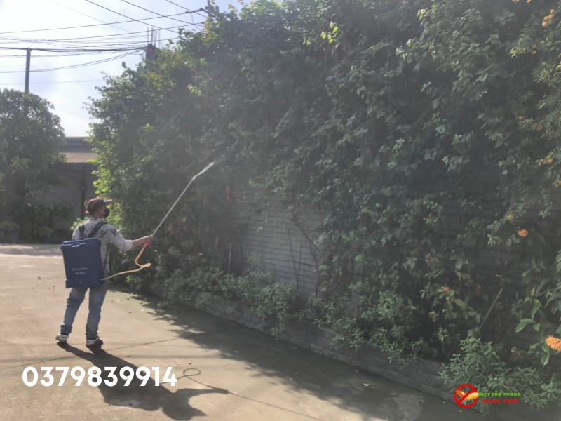 Phun thuốc phòng ngừa rắn