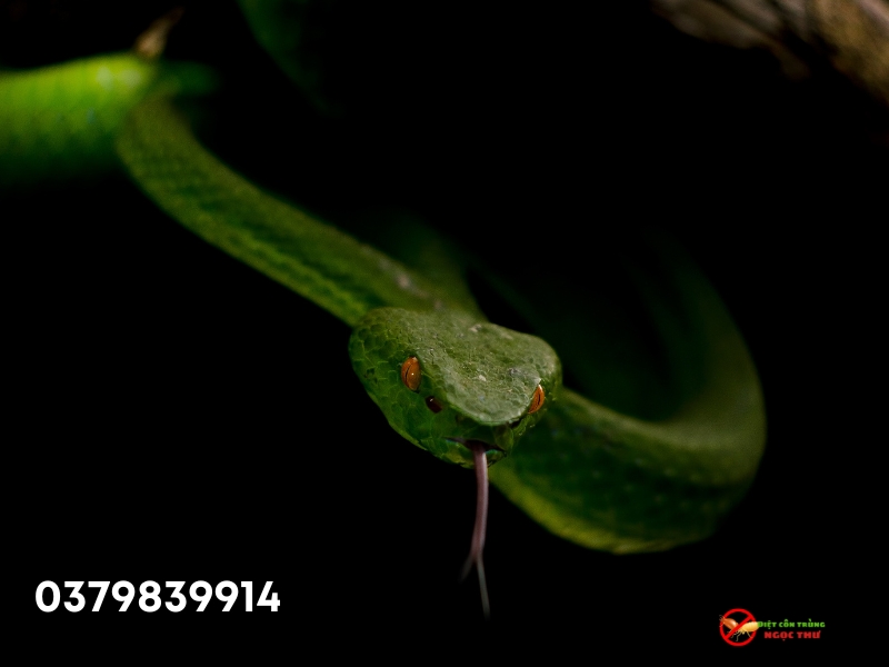 Rắn lục đuôi đỏ