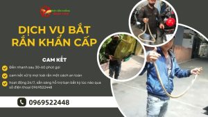 Dịch vụ bắt rắn khẩn cấp