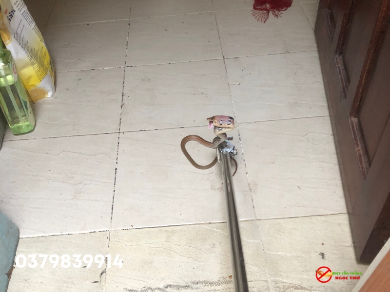 Dịch vụ bắt rắn khẩn cấp, có mặt sau 30 phút gọi 2 Nhân viên Ngọc Thư xử lý thành công ca rắn Hổ Ngựa xâm nhập vào nhà