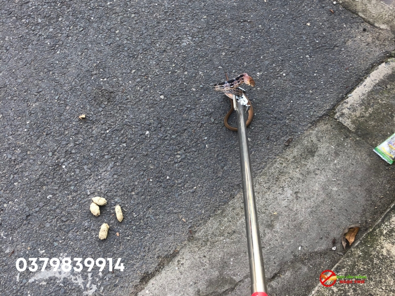 Dịch vụ bắt rắn khẩn cấp, có mặt sau 30 phút gọi 3 Rắn Hổ Ngựa