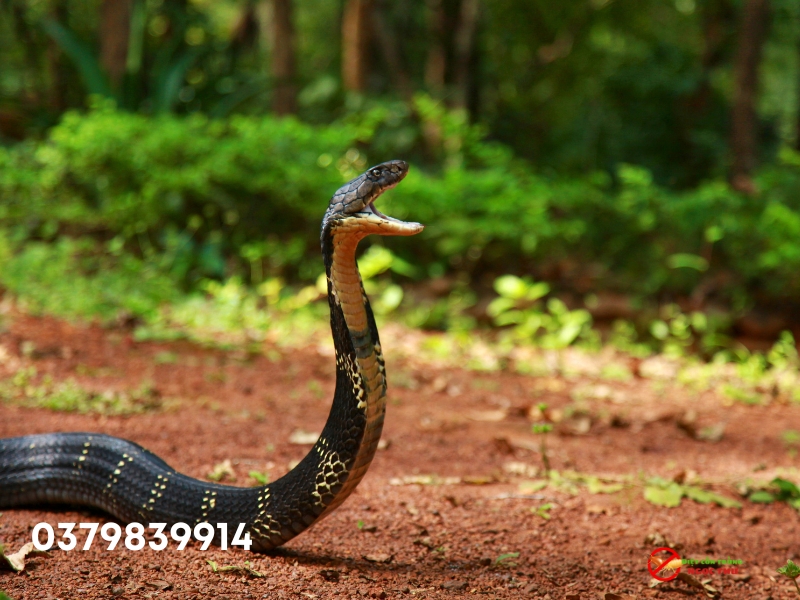 Dịch vụ bắt rắn khẩn cấp, có mặt sau 30 phút gọi 4 Rắn Hổ Mang