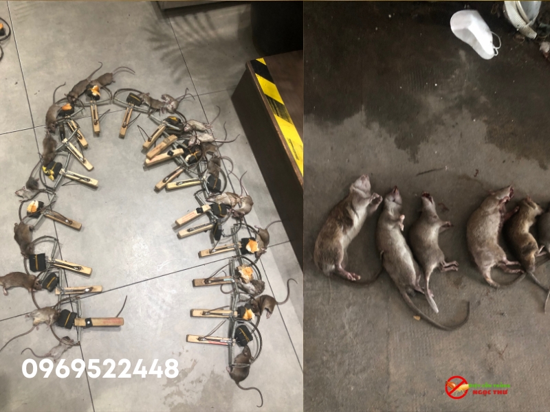 Dịch vụ diệt chuột tại phường An Khánh, TP.HCM