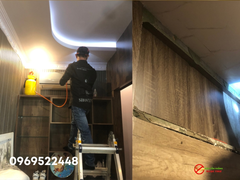 Dịch vụ diệt mối tại phường An Khánh, TP.HCM