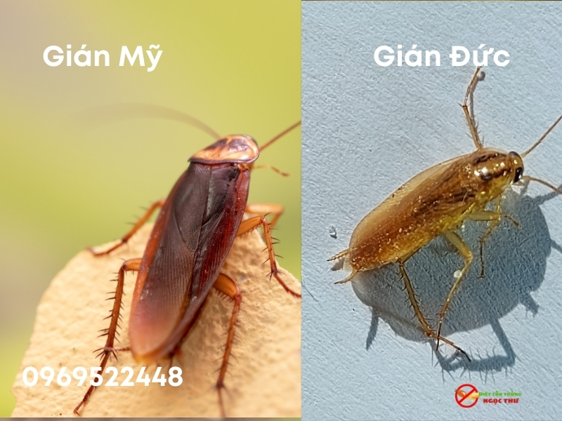 Dịch vụ diệt gián tận gốc Ngọc Thư