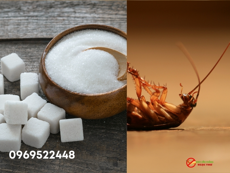 Mẹo diệt gián tận gốc 