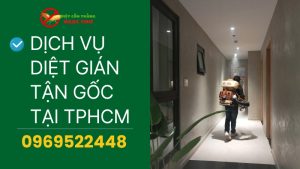 Dịch vụ diệt gián tận gốc tại TPHCM