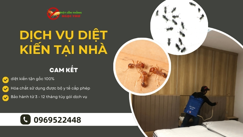 Dịch vụ diệt kiến tại nhà
