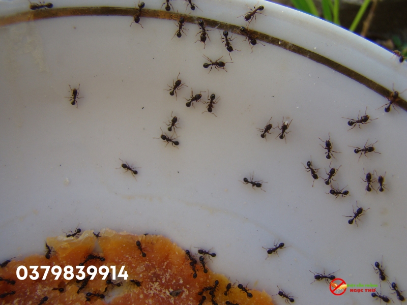 Dịch vụ diệt kiến tại nhà Ngọc Thư