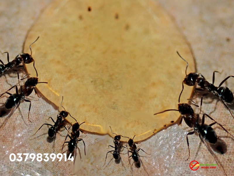 Dịch vụ diệt kiến tận gốc