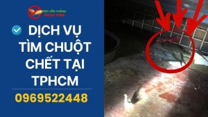 Dịch vụ tìm chuột chết tại TPHCM