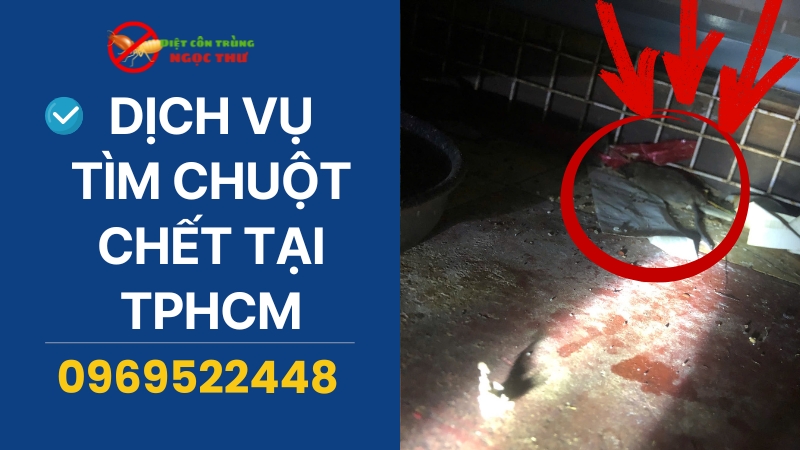 Dịch vụ tìm chuột chết tại TPHCM