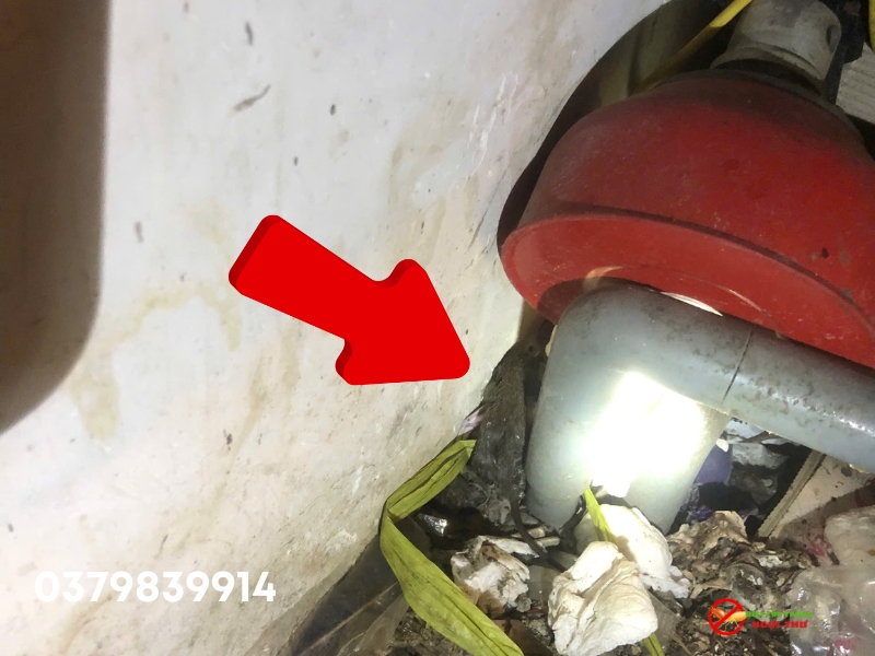 Dịch vụ tìm xác chuột chuyên nghiệp Ngọc Thư