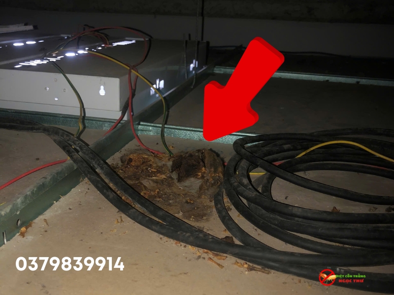 Dịch vụ tìm chuột chết Ngọc thư