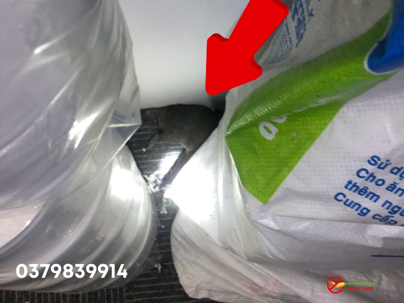 Dịch vụ tìm chuột chết chuyên nghiệp Ngọc Thư