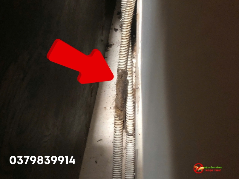 Dịch vụ tìm xác chuột - Ngọc Thư