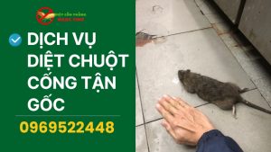 Diệt chuột cống tận gốc