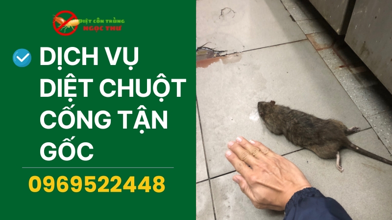 Diệt chuột cống tận gốc