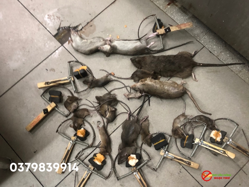 Diệt chuột cống tận gốc bằng bã sinh học kết hợp bẫy bán nguyệt