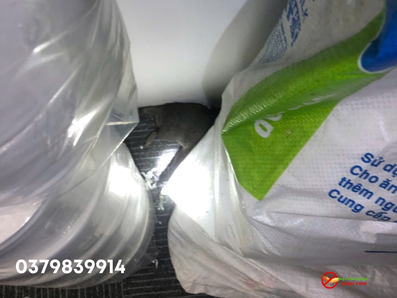 Diệt chuột cống tận gốc bằng bã sinh học