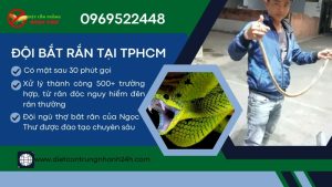 Đội bắt rắn tại TPHCM