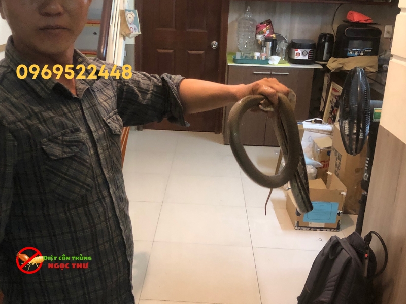 Đội bắt rắn bắt thành công ca rắn xâm nhập vào nhà lúc nữa đêm tại phường Hiệp Bình