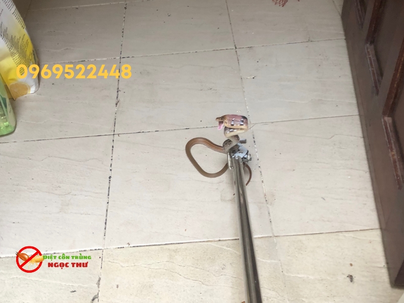 Đội bắt rắn chuyên nghiệp Ngọc Thư dùng kẹp bắt rắn an toàn khi rắn chui vào phòng tắm nhà dân tại phường Sài Gòn