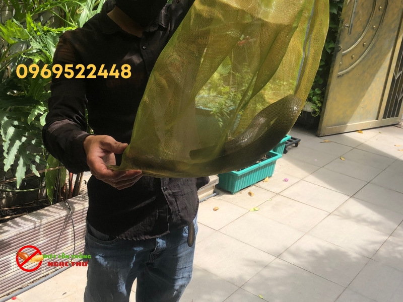 Đội bắt rắn Ngọc Thư đã xử lý thành công ca rắn xâm nhập vào nhà dân tại Phường Gò Vấp