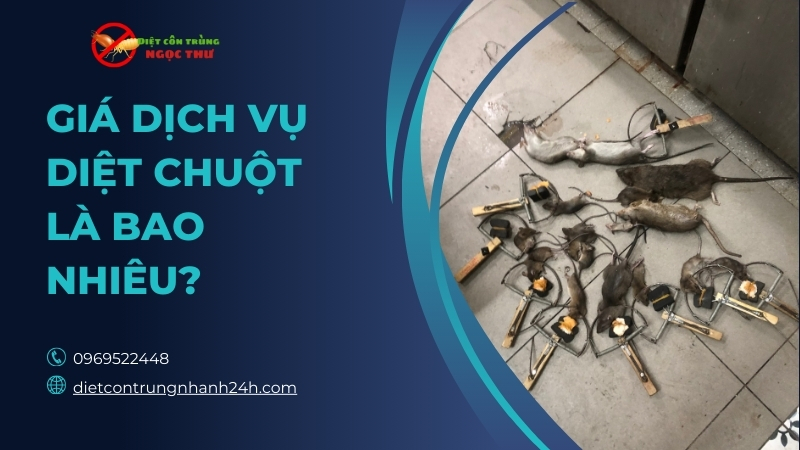 giá dịch vụ diệt chuột là bao nhiêu?
