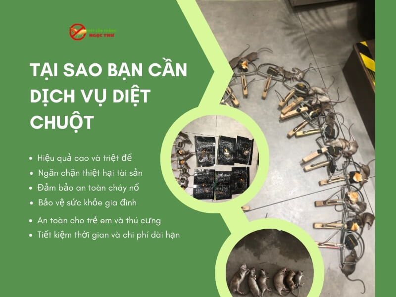 Tại sao cần dịch vụ diệt chuột chuyên nghiệp?
